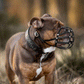 Rechtes Seitenprofil einer braunen Old English Bulldogge mit schwarzem Biothane-Maulkorb und breitem Lederhalsband in der Natur.