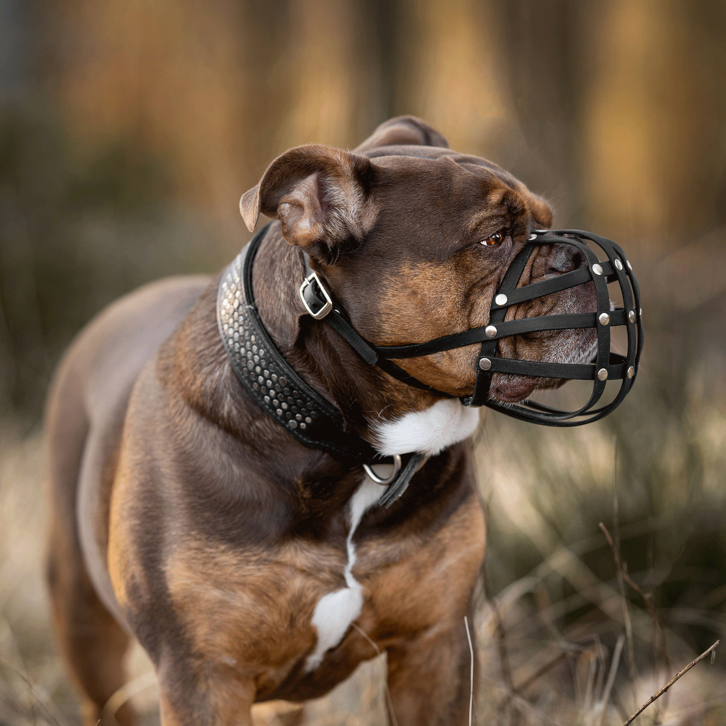 Rechtes Seitenprofil einer braunen Old English Bulldogge mit schwarzem Biothane-Maulkorb und breitem Lederhalsband in der Natur.