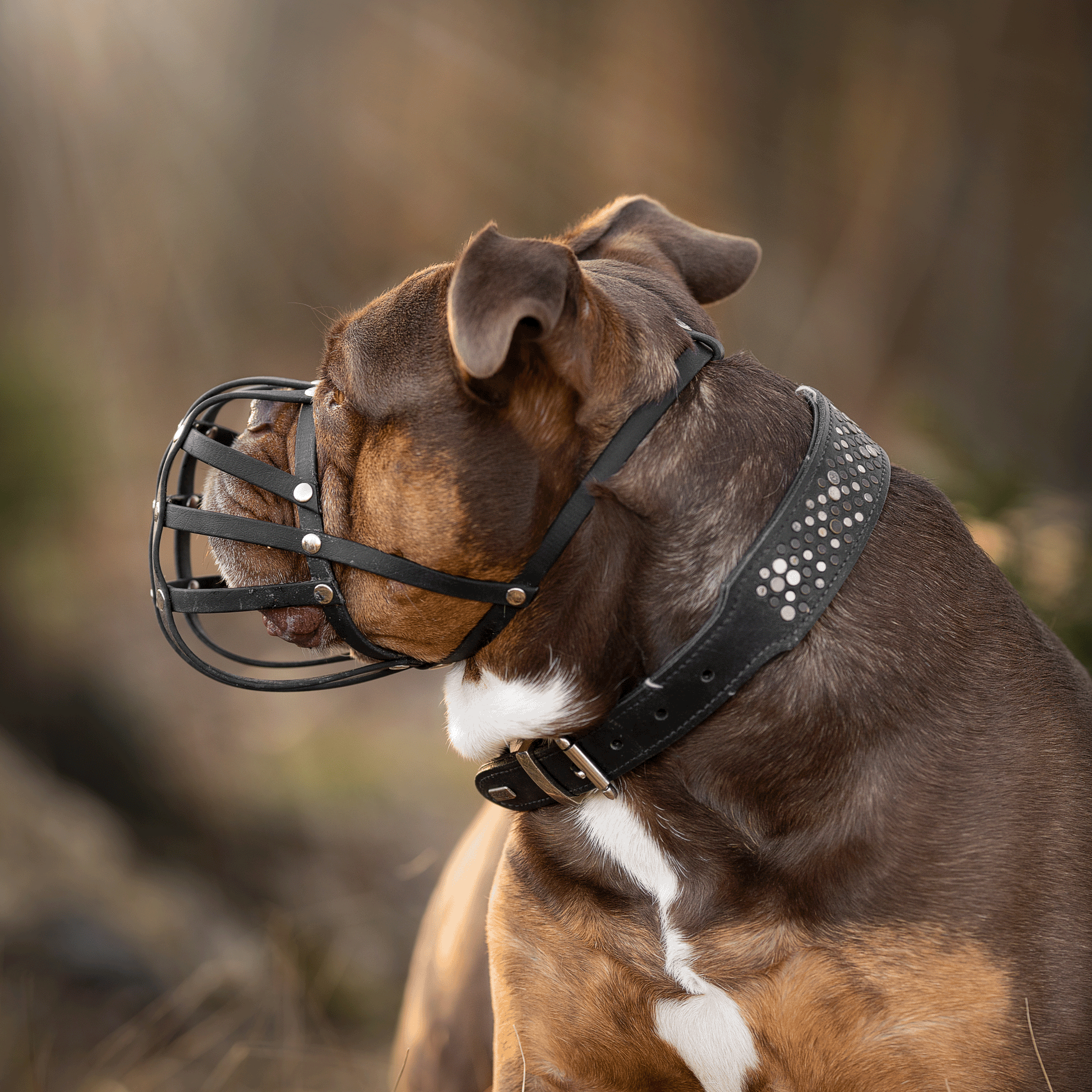 Seitenprofil einer braunen Old English Bulldogge mit schwarzem Biothane-Maulkorb und breitem, verzierten Lederhalsband im Gegenlicht im Wald.