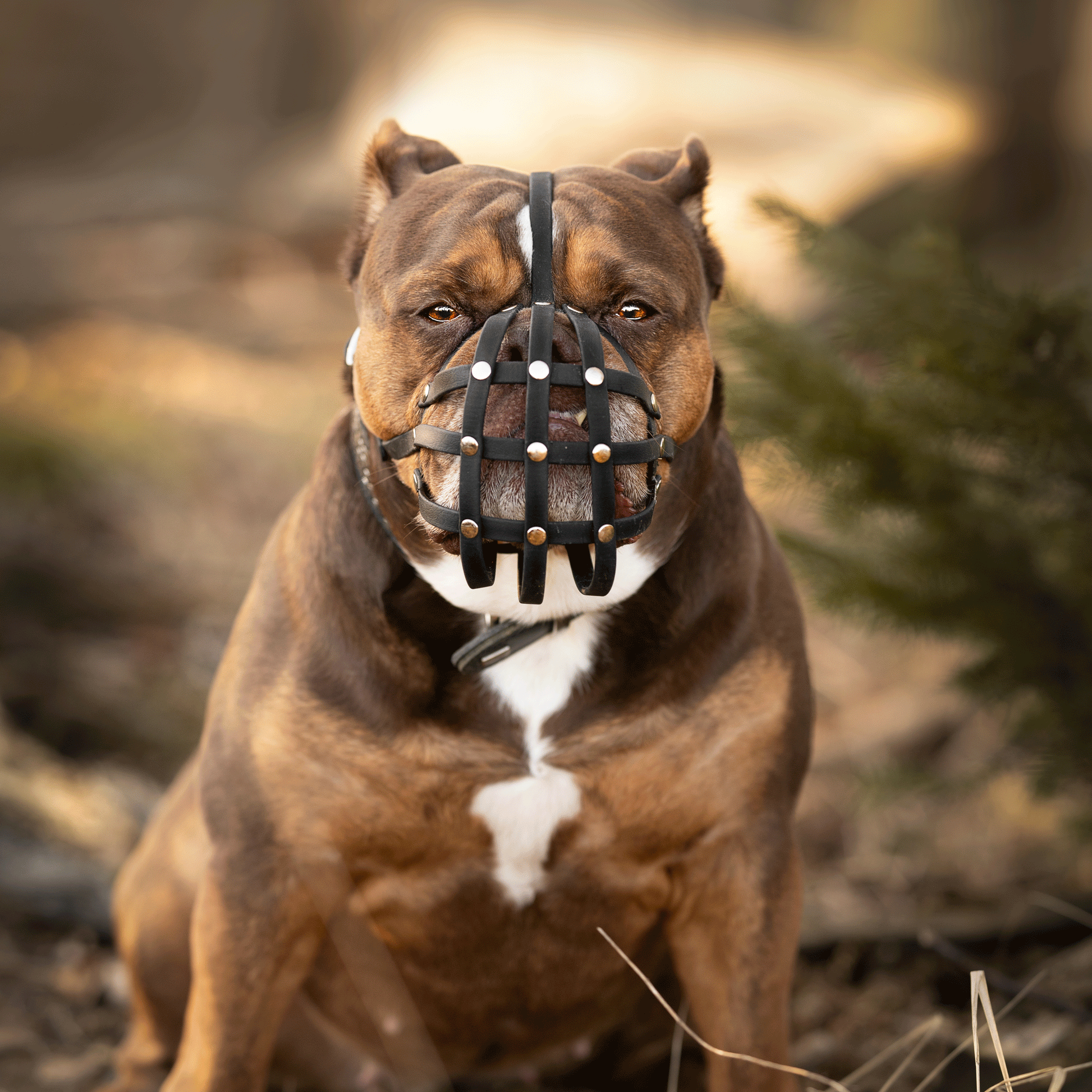 Sitzende braune Old English Bulldogge mit schwarzem Biothane-Maulkorb für Plattnasen in einer herbstlichen Wald-Umgebung, direkt in die Kamera blickend.