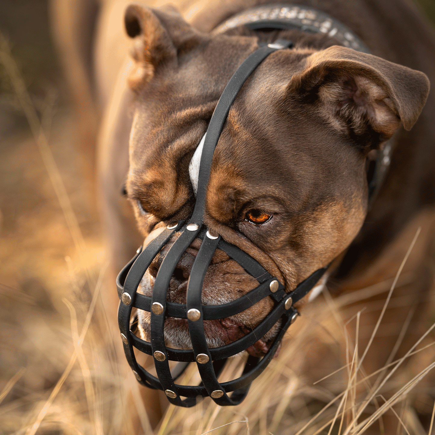 Vogelperspektive einer braunen Old English Bulldogge mit schwarzem Biothane-Maulkorb für Plattnasen, stehend im trockenen Gras bei warmem Sonnenlicht.