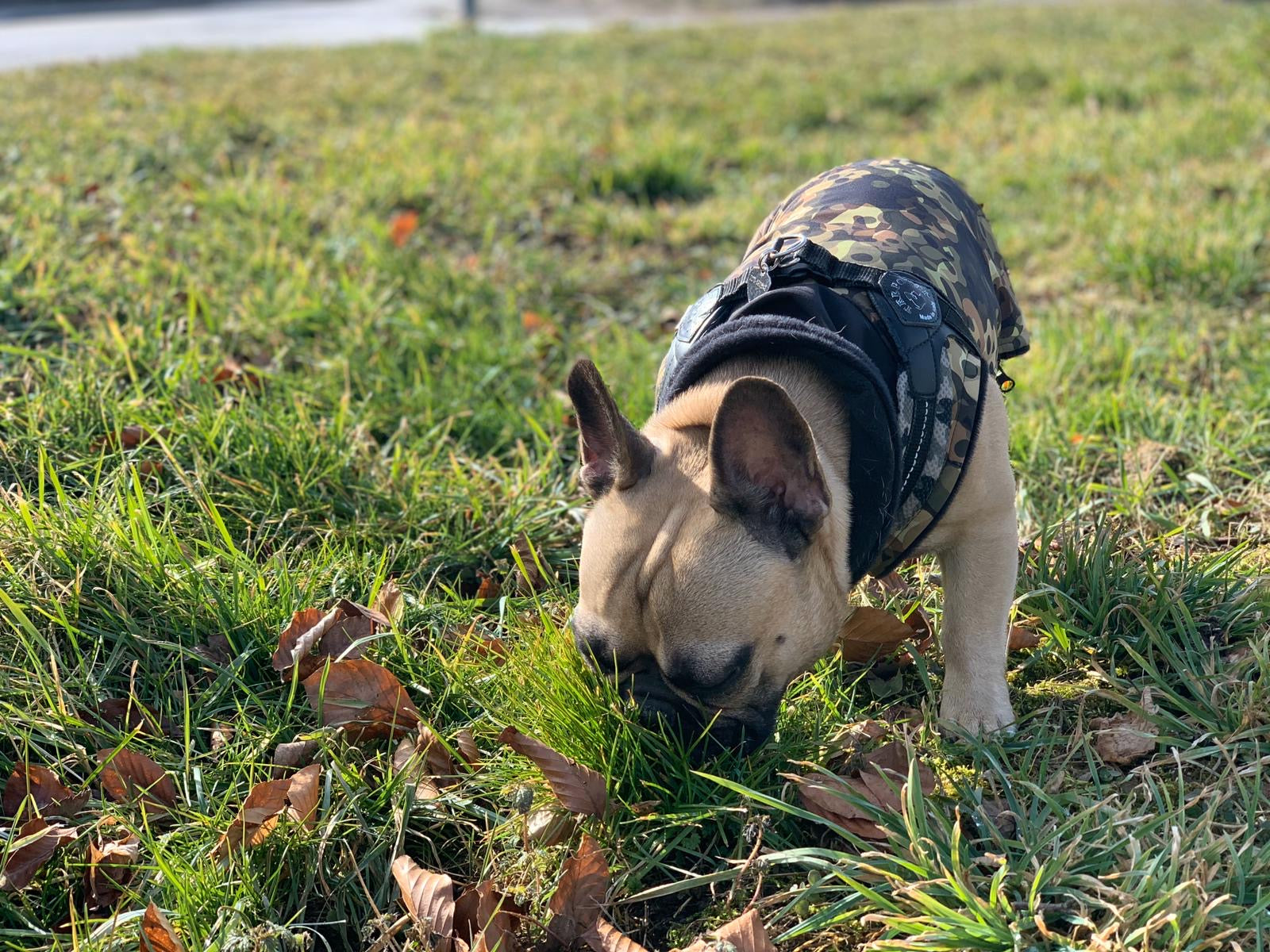 Softshell Hundejacke Französische Bulldogge camouflage