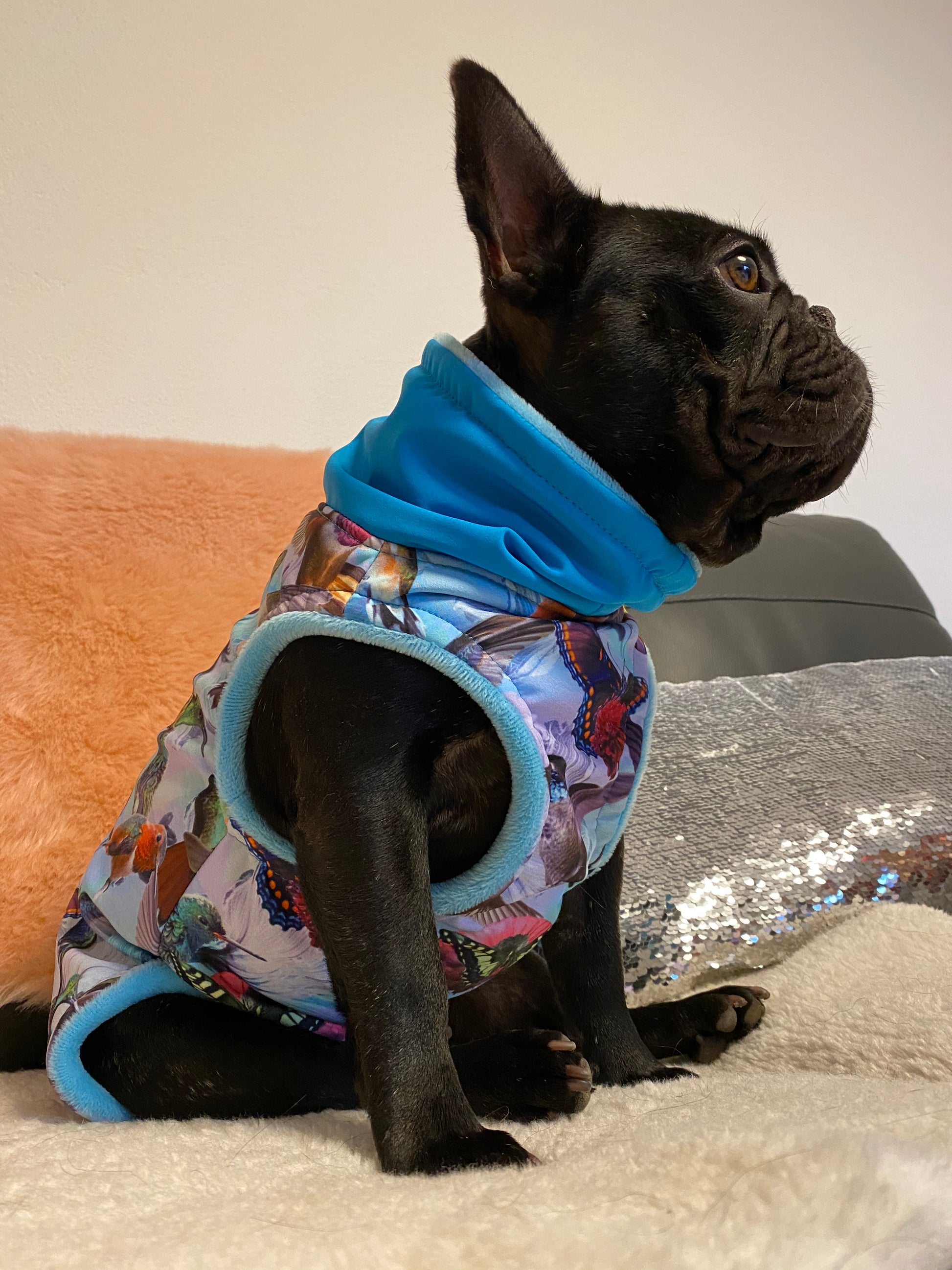 Wasserdichter Hundemantel in türkis für ranzösische Bulldogge