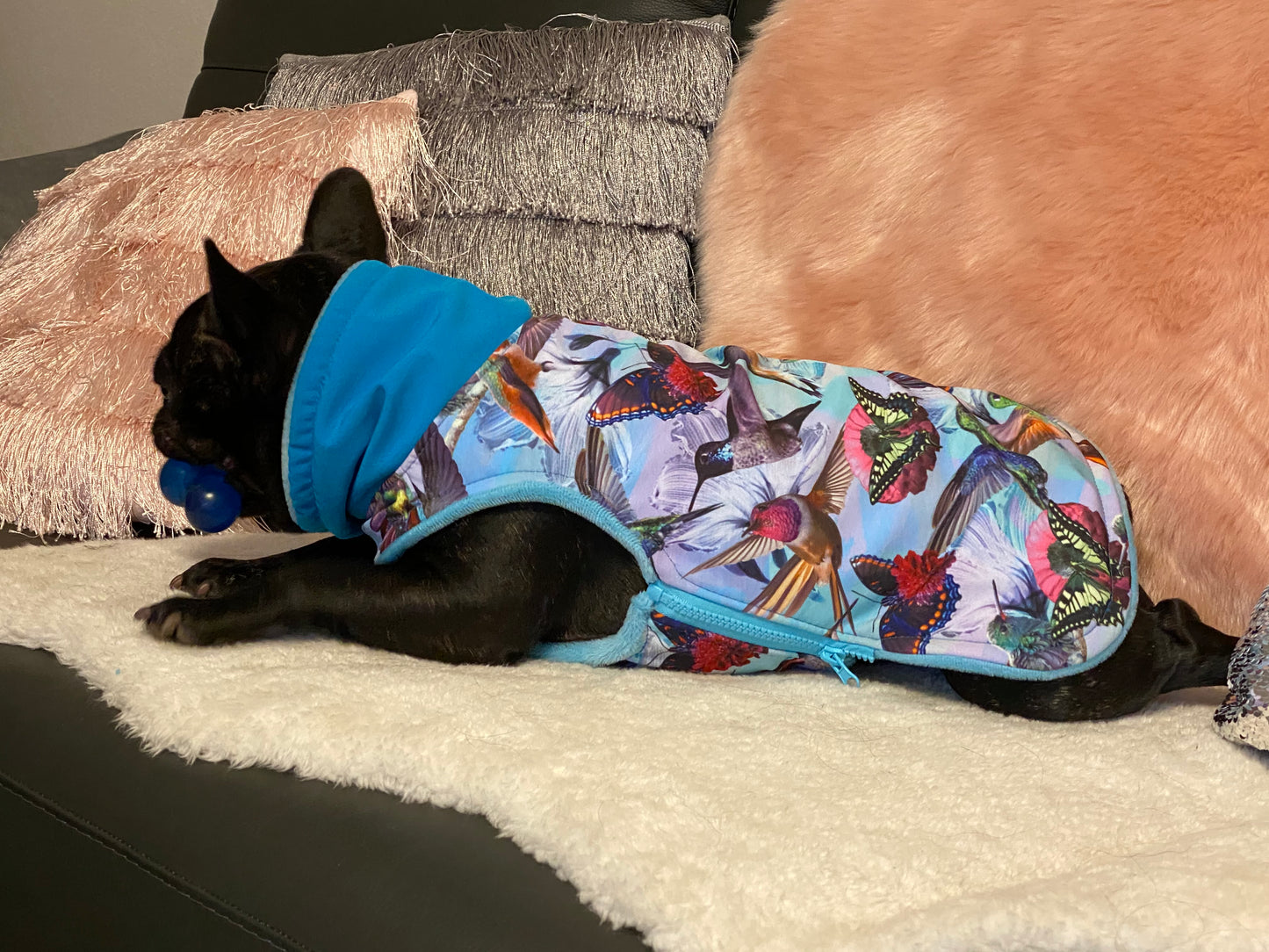 Softshell Hundemantel auf Maß gefertigt