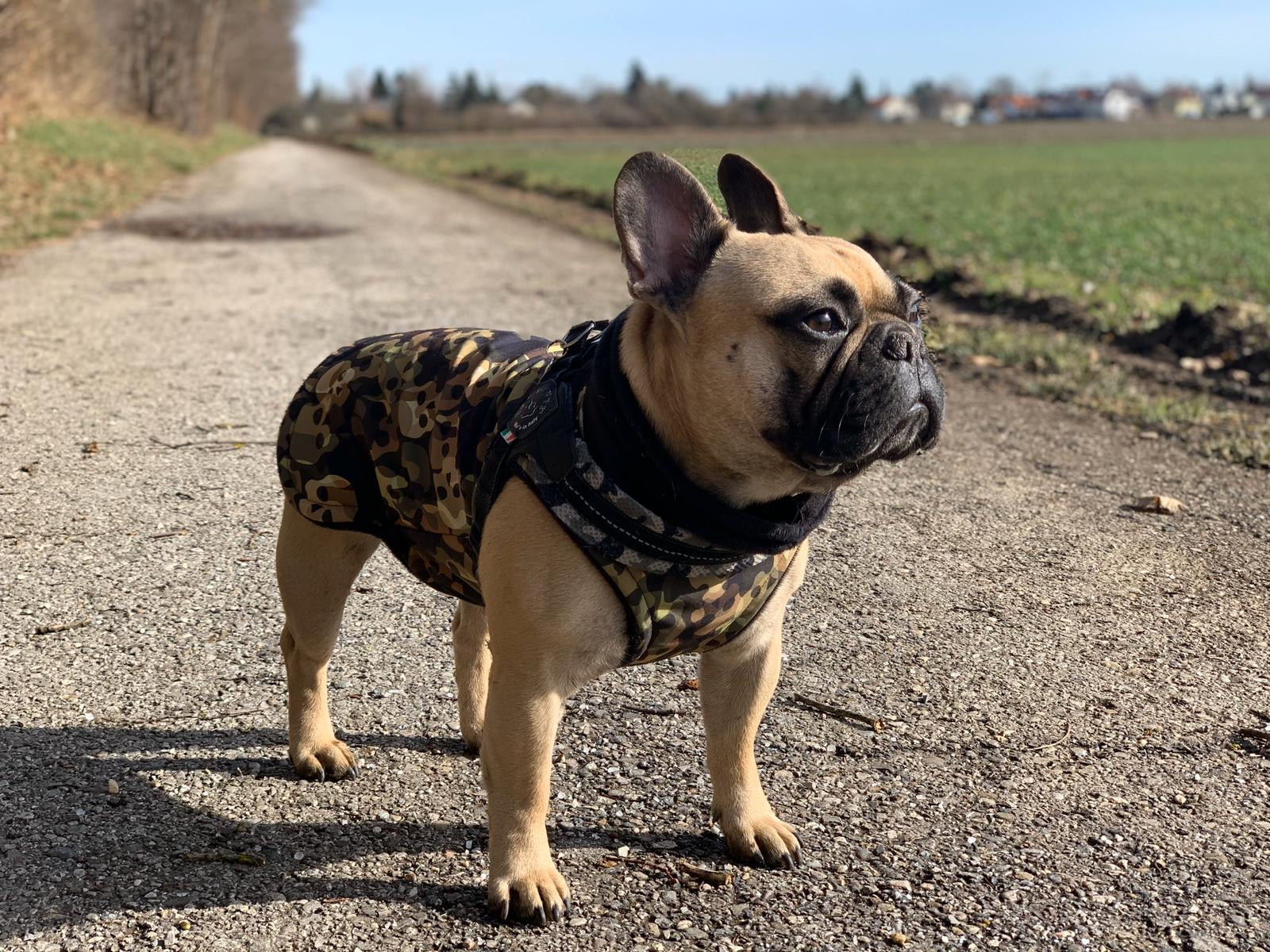 Softshell Hundemantel Französische Bulldogge camouflage
