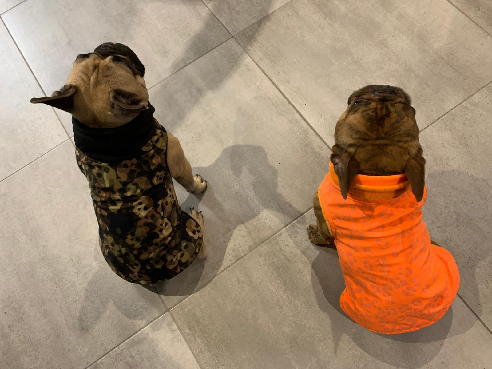 Hundemantel aus Softshell auf Maß gefertigt